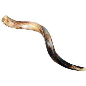 Yemenite Shofar 60-64 cm | 23-25 inches